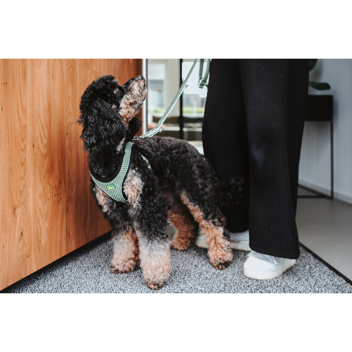 Ham pentru câini Hunter Comfort Verde S 42-48 cm